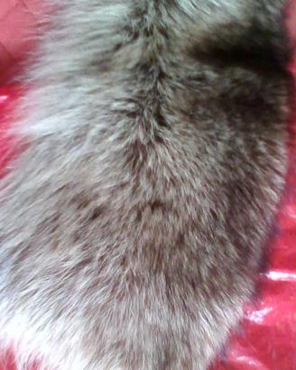 Collo VERA MARMOTTA+altri colli + Accessori