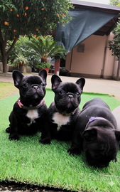 Bouledogue bulldog francese PEDIGREE