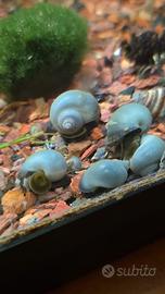 LOTTO PZ.10 Pomacea Diffusa - Ampullaria