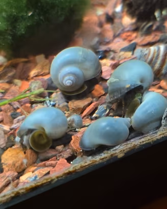 LOTTO PZ.10 Pomacea Diffusa - Ampullaria