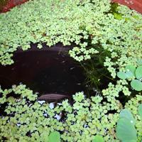 piante laghetto o stagno