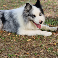 Border collie maschio blue merle per accoppiamento