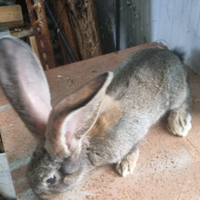 Cuccioli di coniglio gigante delle fiandre