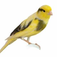 Canarini mosaico e spagnolo e non solo