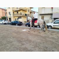 Cavallo spagnolo pre andaluso