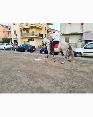 Cavallo spagnolo pre andaluso