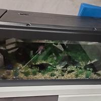 Acquario 250 lt