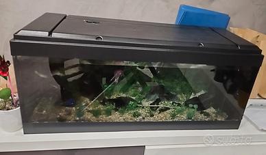 Acquario 250 lt