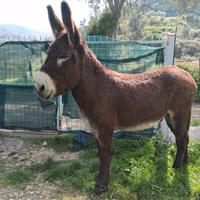 asino ragusano castrato