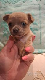 Cucciola femmina chihuahua