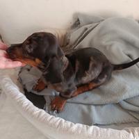 Bassotto arlecchino silver