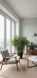 Splendido Falso Papiro (Cyperus) di 4 anni in vaso