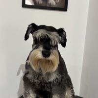 Schnauzer Nano