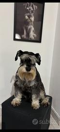Schnauzer Nano