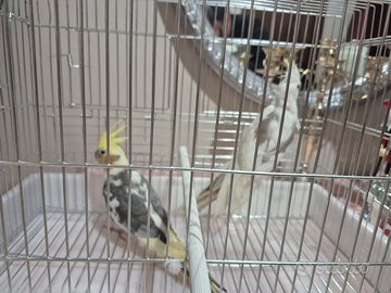 Calopsite allevati a mano