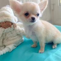 Cuccioli di chihuahua