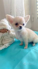 Cuccioli di chihuahua