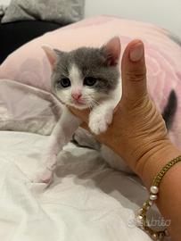British shorthair
