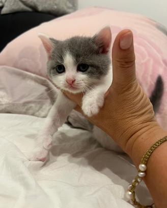 British shorthair