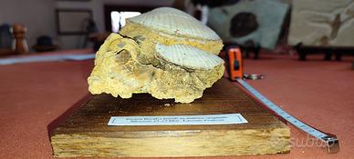 Conchiglie  FOSSILI di Pecten bivalvi del Miocene