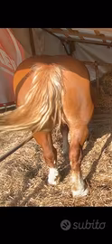 Cavallo tpr