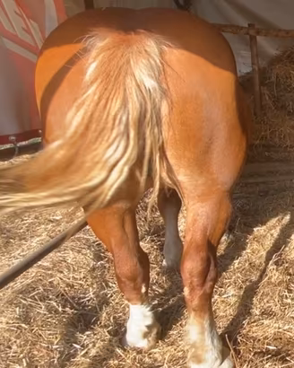 Cavallo tpr