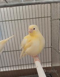 Animali