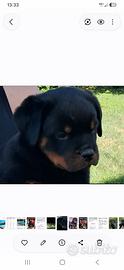 Rottweiler cuccioli