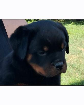 Rottweiler cuccioli