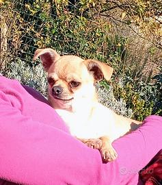 Chihuahua femmina con pedigree ENCI