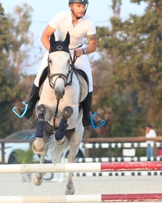 Cavallo castrone olandese