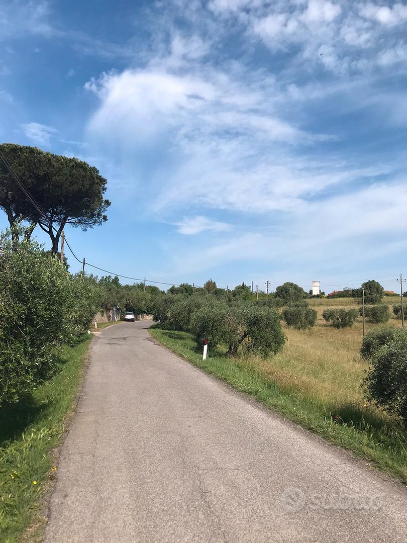 Terreno + piante di olivo - Altro