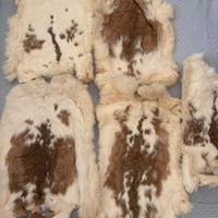 Set pelli conciate di coniglio bianco 5 pezzi