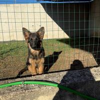 Cuccioli pastore tedesco