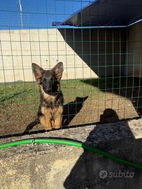 Cuccioli pastore tedesco