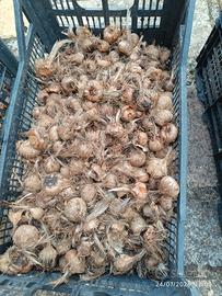 bulbi di zafferano 
