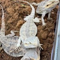 Pogone (drago barbuto) femmine adulte