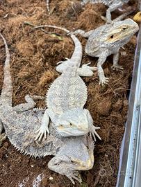 Pogone (drago barbuto) femmine adulte