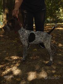 cucciolo da tartufo 