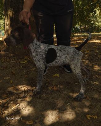 cucciolo da tartufo 