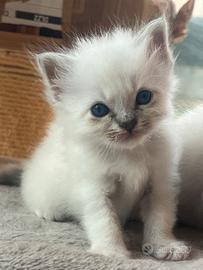 Cuccioli Sacro di Birmania