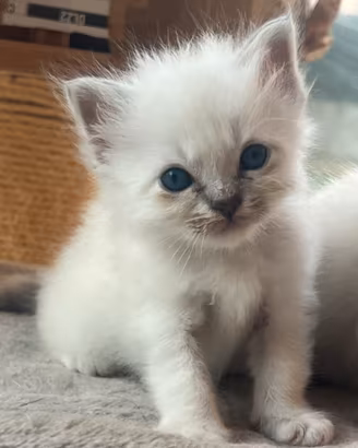 Cuccioli Sacro di Birmania