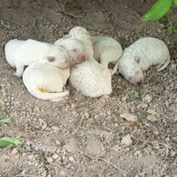 Pastore maremmano Abbruzzese