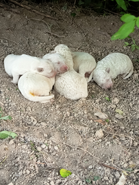 Pastore maremmano Abbruzzese