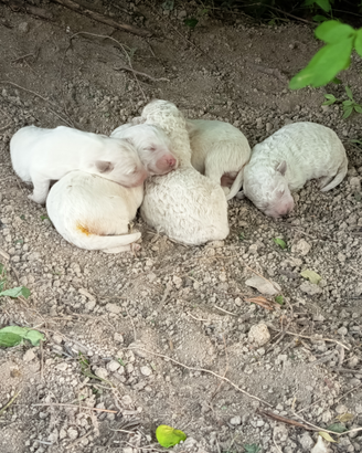 Pastore maremmano Abbruzzese