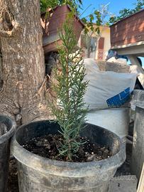 Cipressi