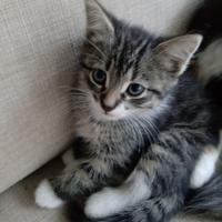 Gattina Maine coon 2 mesi