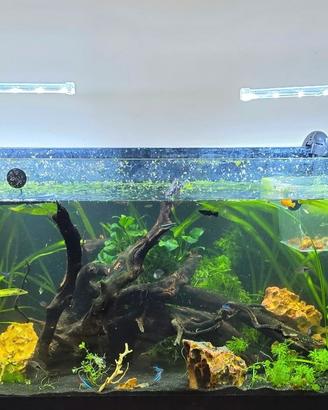lampade per acquario