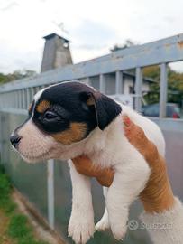 Cucciola Jack Russell