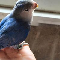 I separa ile allevato a mano pappagao